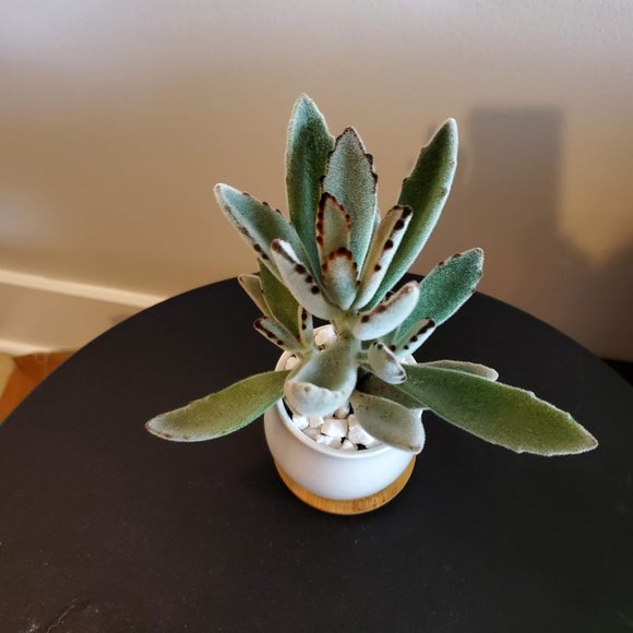 Panda Plant Fuzzy Succulent in White Ceramic Pot, Kalanchoe Tomentosa, Planter - Picture 5 of 6